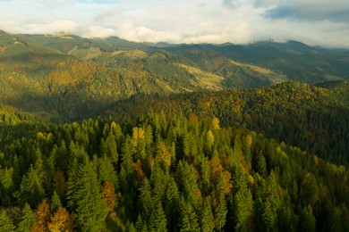Aerial view of beautiful mountain landscape with forest on sunny day