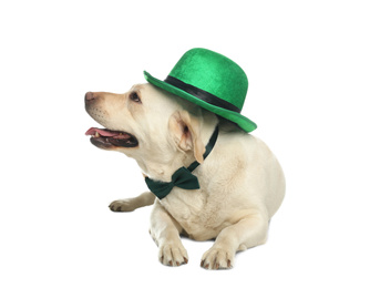 Labrador retriever with leprechaun hat and bow tie on white background. St. Patrick's day