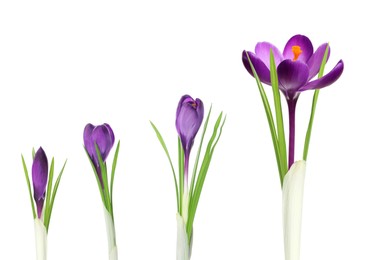 Beautiful spring crocus flowers on white background. Stages of growth