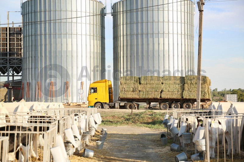 Stainless steel milk silos and truck with hay bales on farm. Animal husbandry