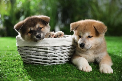 Cute Akita Inu puppies on green grass outdoors