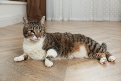 Cute cat resting on warm floor at home. Heating system
