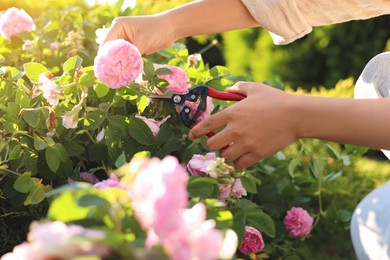 Woman pruning tea rose bush in garden, closeup