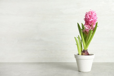 Photo of Beautiful hyacinth in flowerpot on light grey stone table. Space for text