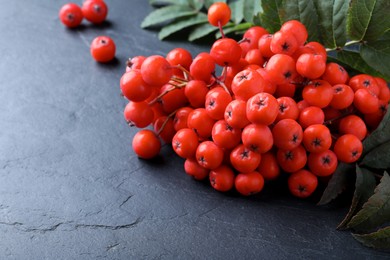 Fresh ripe rowan berries and leaves on black table, closeup. Space for text