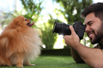 Professional animal photographer taking picture of beautiful Pomeranian spitz dog on grass outdoors