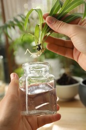 Photo of Woman holding house plant and jar at table, closeup