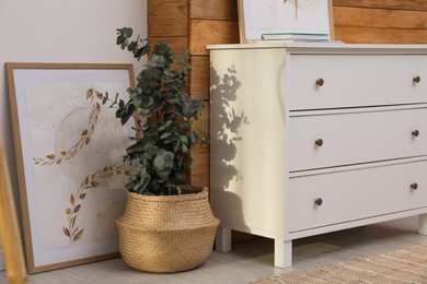 Chest of drawers, beautiful painting and potted eucalyptus plant in room