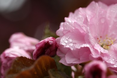 Photo of Beautiful sakura tree flowers with water drops on blurred background, closeup. Space for text