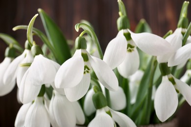 Photo of Beautiful fresh snowdrops, closeup view. Spring flowers