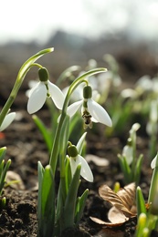 Beautiful snowdrops growing outdoors. Early spring flowers