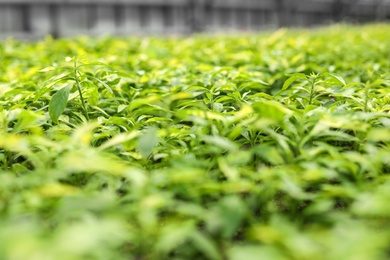Photo of Many fresh seedlings growing in greenhouse, closeup