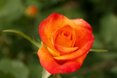 Beautiful orange rose growing in garden, closeup