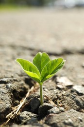 Photo of Green seedling growing in dry soil, space for text. Hope concept