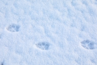 Photo of Animal trails on snow outdoors. Winter season