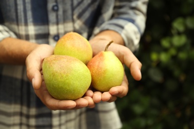 Photo of Woman holding fresh ripe pears outdoors, closeup
