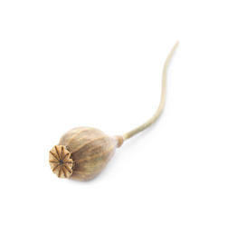 Photo of Dried poppy pod with seeds on white background
