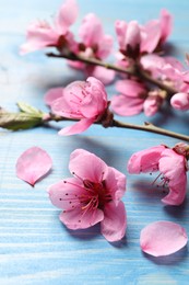Beautiful sakura tree blossoms on light blue wooden background, closeup