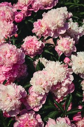 Wonderful blooming pink peonies as background, closeup