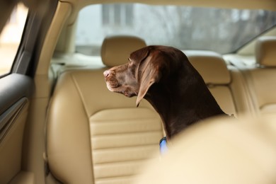 Cute German Shorthaired Pointer dog waiting for owner on backseat of car. Adorable pet