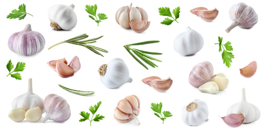Set of fresh garlic and different seasonings on white background, banner design 