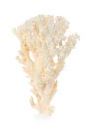 Beautiful exotic sea coral isolated on white