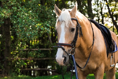 Palomino horse in bridle at green park