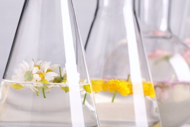 Laboratory glassware with different flowers, closeup. Essential oil extraction