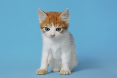Cute little kitten on light blue background. Baby animal