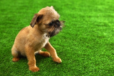 Studio portrait of funny Brussels Griffon dog on green grass. Space for text