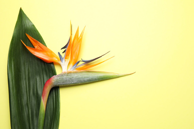 Bird of Paradise tropical flower on yellow background, top view. Space for text