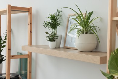 Wooden shelf with beautiful houseplants and home decor on light wall in room