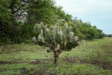 Beautiful green prickly pear cactus growing in field