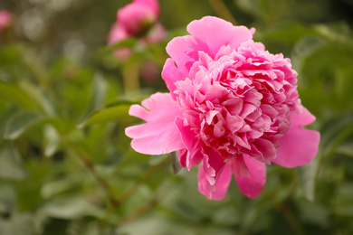 Beautiful blooming pink peony outdoors, closeup. Space for text