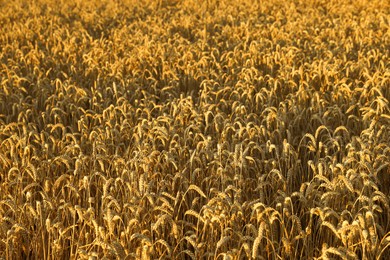 Photo of Agricultural field with ripe wheat spikes as background