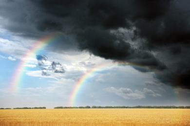 Amazing double rainbow over wheat field under stormy sky