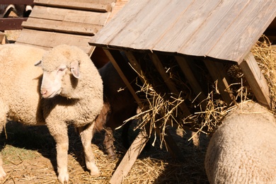 Photo of Cute funny sheep eating hay on farm. Animal husbandry