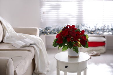 Beautiful potted poinsettia on table at home. Traditional Christmas flower