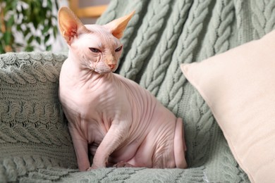 Cute Sphynx cat on sofa at home. Lovely pet