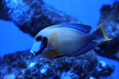 Beautiful surgeonfish swimming in clear aquarium water