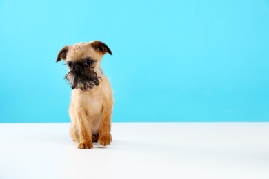 Studio portrait of funny Brussels Griffon dog on color background. Space for text