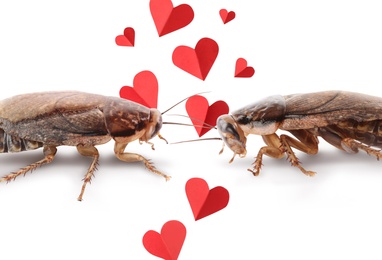 Valentine's Day Promotion Name Roach - QUIT BUGGING ME. Cockroaches and small paper hearts on white background, closeup