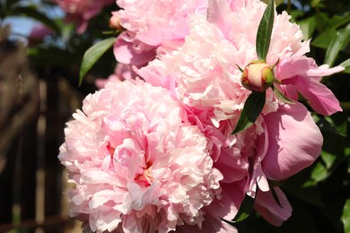 Wonderful fragrant pink peonies in garden, closeup