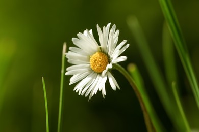 Beautiful tender daisy flower growing outdoors, closeup