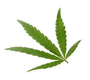 Green organic leaf of hemp on white background