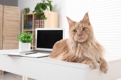 Photo of Adorable domestic cat on desk in room. Home office