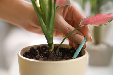Woman putting fertilizing stick into pot with house plant on blurred background, closeup