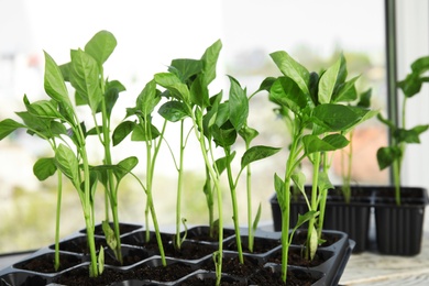 Photo of Vegetable seedlings in plastic tray on window sill