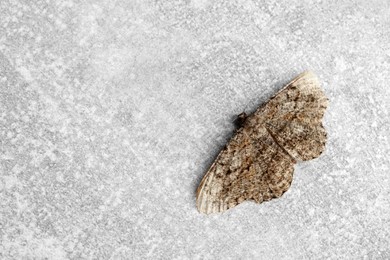 Single Alcis repandata moth on light grey background, top view. Space for text
