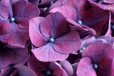 Beautiful violet hortensia flowers as background, closeup